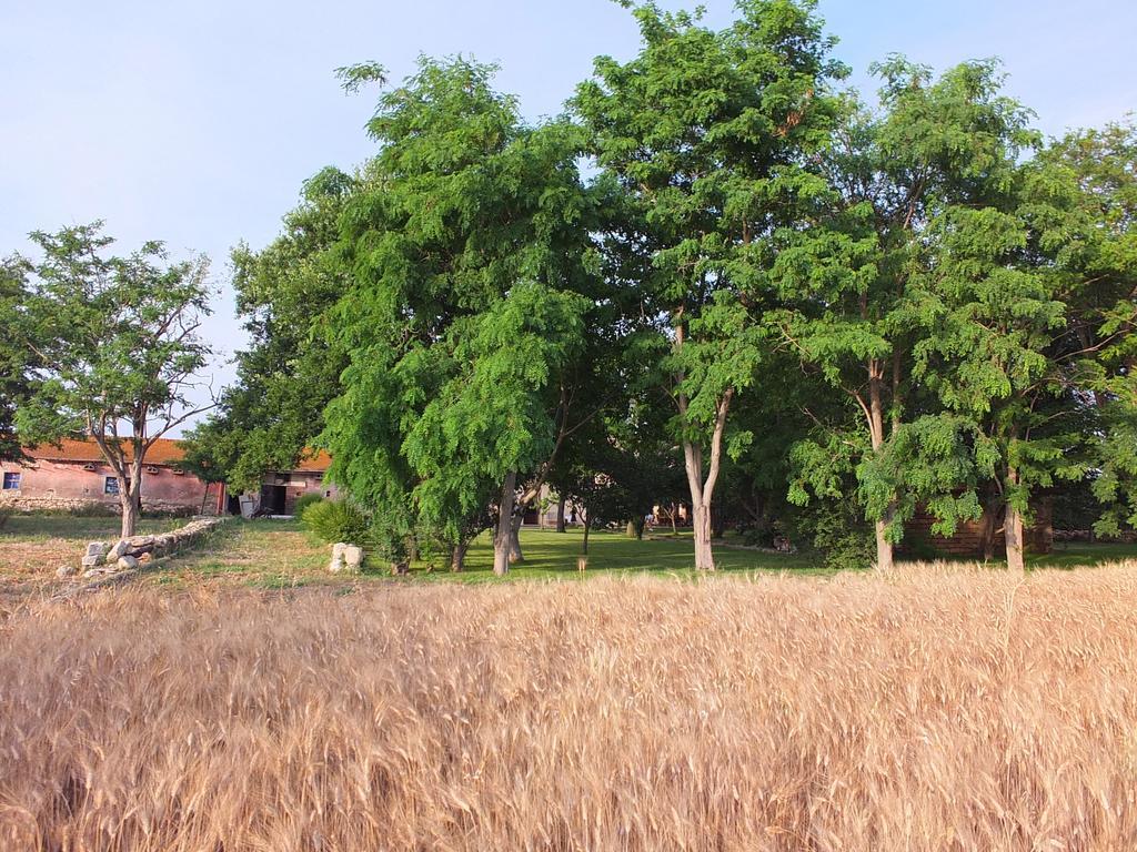 塔尔奎尼亚Agriturismo Casal Taccone公寓 客房 照片